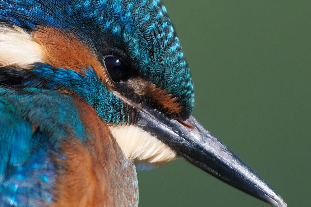 Ijsvogel Portret Van Een Jonge Ijsvogel Van Ijsvogels Nl Corn Van