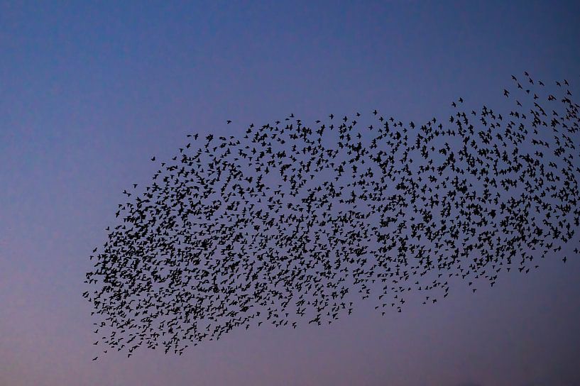 Spreeuwen Zwerm Met Vliegende Vogels In De Lucht Tijdens Zonsondergang