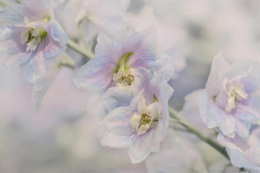 Ridderspoor In Pastel Japan Nieuw Landelijk Impressionisme Van Alie