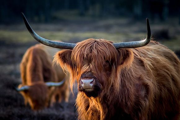 Bestel Mooie Schotse Hooglanders Kunst Als Wanddecoratie Werk Aan De Muur