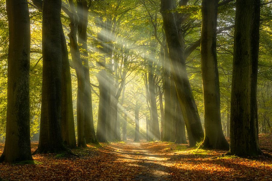 Zonnestralen In Het Bos Van Ellen Van Den Doel Op Canvas Behang En Meer