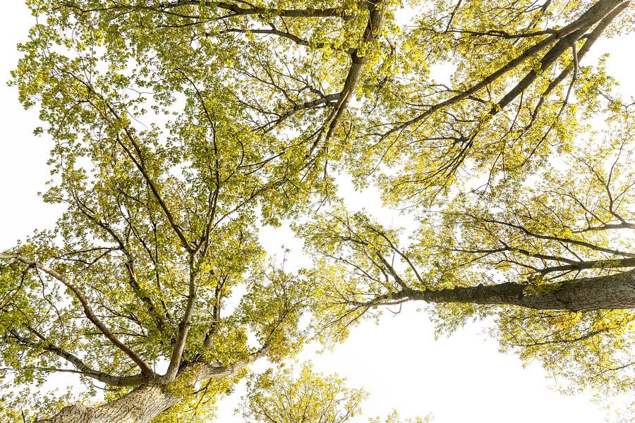 Bomen Toppen Van Bomen Nieuw Landelijk Van Alie Ekkelenkamp Op