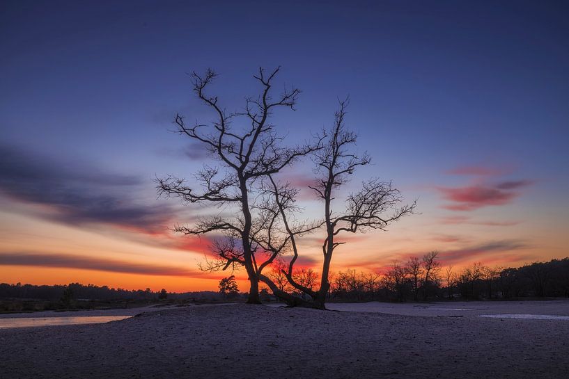 Boom Met Kleurrijke Lucht Loonse En Drunense Duinen Van Zwoele Plaatjes