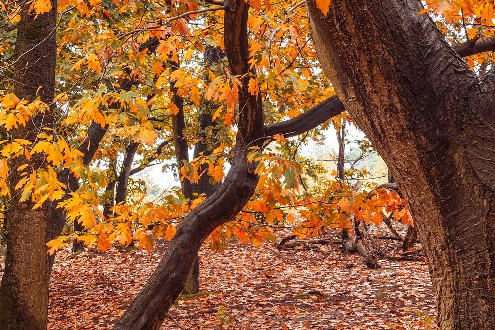 Herfst Bos Loonse En Drunense Duinen Van Zwoele Plaatjes Op Canvas