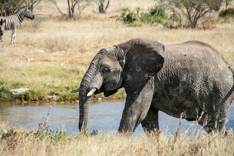 Olifant Bij De Waterpoel Van Alex Neumayer Op Canvas Behang En Meer