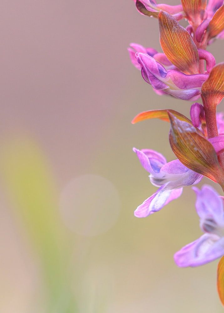 Een Mooie Ridderspoor In Zacht Bokeh Van Horst Husheer Op Canvas