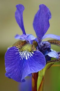 Iris macro - blauw/paars en groen von Jeroen van Deel