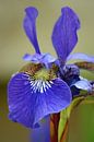 Iris macro - blauw/paars en groen van Jeroen van Deel thumbnail