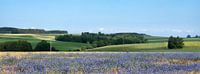 belgian countryside landscape with corn flowers under liege in the belgian ardennes near la roche on