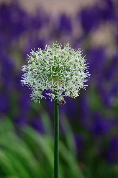 Alium von Thomas Jäger