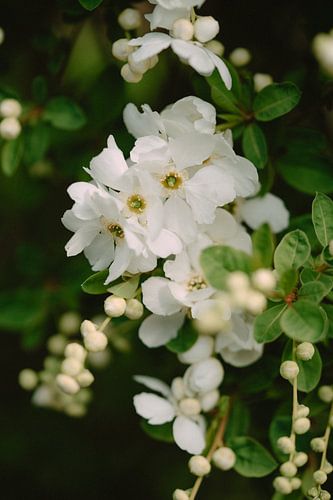 Bloem