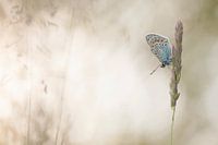 Ikarusblau/Gemeinschaftsblau