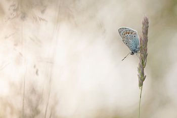Icarus blue/ Common bleu