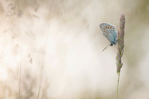 Icarus blue/ Common bleu