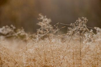 Rosée du matin sur les herbes hautes