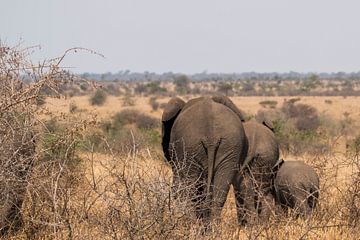 Three generations. by Kees Molenaar