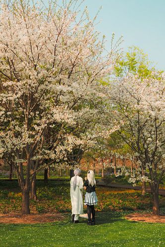 Bloeiende idylle: Sakura-romantiek onder kersenbomen