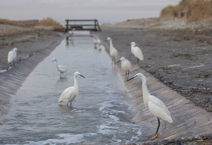 Kleine Zilverreigers van Marcel Klootwijk