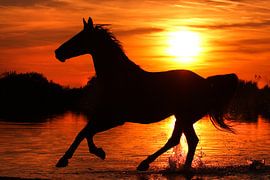 Freedom (paard in galop) von Nikki de Kerf