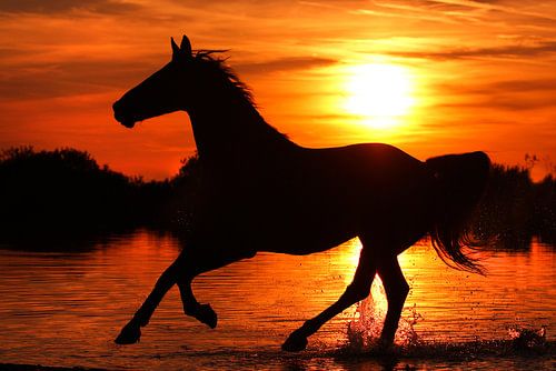 Freedom (paard in galop)
