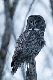 Porträt einer Bartkauz, Kanada Januar 2025 von Sven Scraeyen