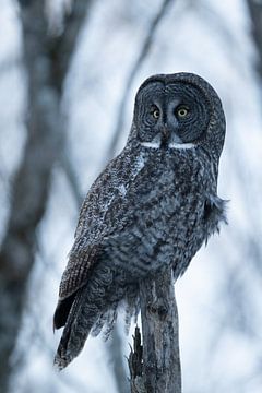 Portrait of Great grey owl, Canada January 2025 by Sven Scraeyen
