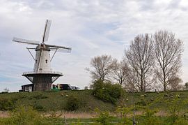 Die Kuh Veere von Richard Wareham