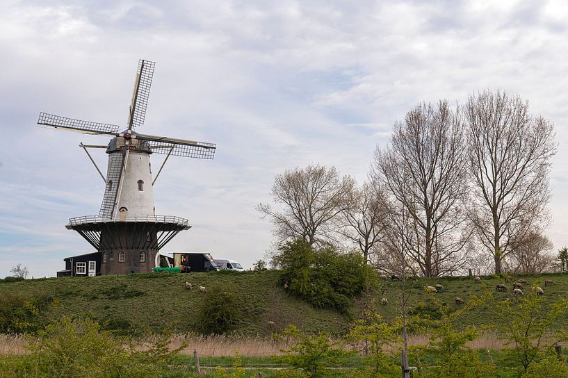 The Cow Veere by Richard Wareham