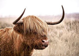 Highland Whisper