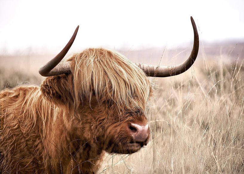 Murmure des Highlands par Gal Design