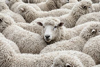 Een dichte kudde wollige schapen