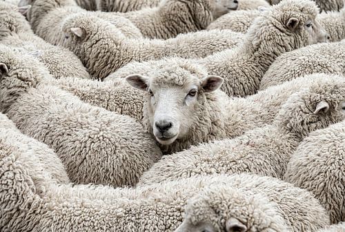 Dense Flock of Woolly Sheep