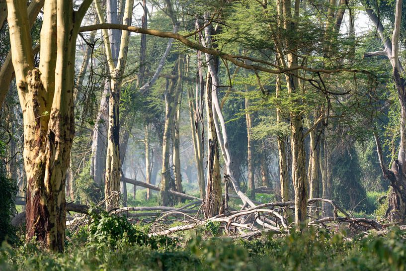 Jungle in Lake Nakuru Park Kenya by Henri Dolfing