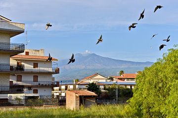 Morning flock of birds in front of the smoking volcano Etna