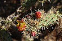 Blüten am Prickling Pear Kaktus