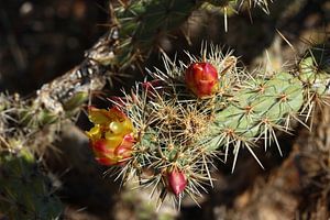 Blüten am Prickling Pear Kaktus sur Christiane Schulze