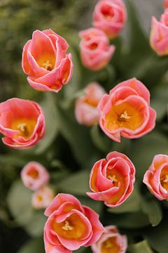 Tulipes néerlandaises sur Wianda Bongen
