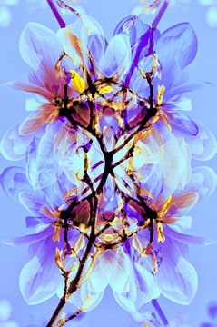 Spring impression with magnolias in purple by Silva Wischeropp