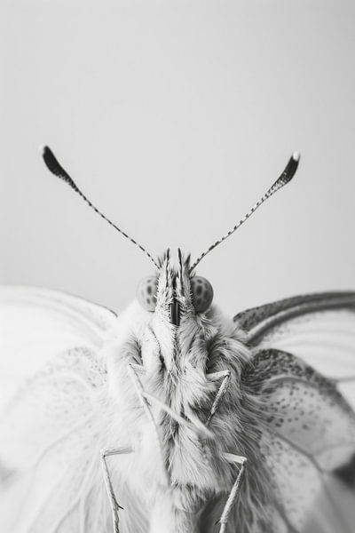 Butterfly by Poster Art Shop