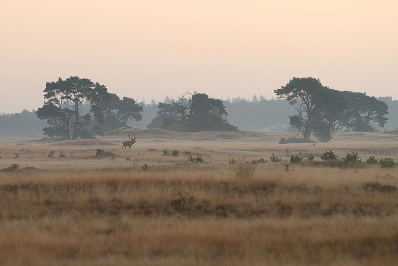 Edelhert in het nationale park de hoge veluwe by Paul Wendels