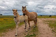 Moeder en Kind Fjord paard van Bram van Broekhoven thumbnail