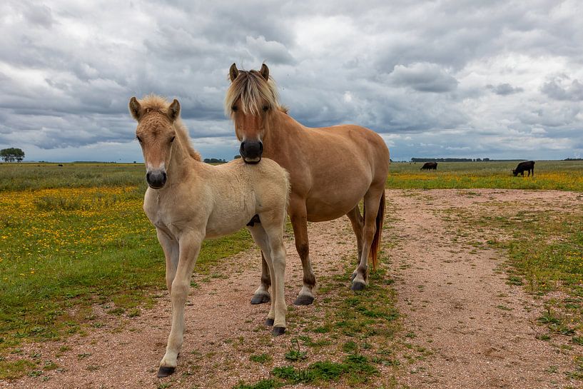 Moeder en Kind Fjord paard von Bram van Broekhoven