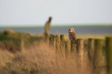 The short-eared owl by Ruben Van Dijk