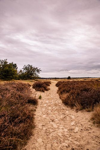 Trees on sand 14 - Loonse en Drunense Duinen