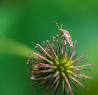 Macro insect