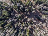 Winterbos vanuit de lucht