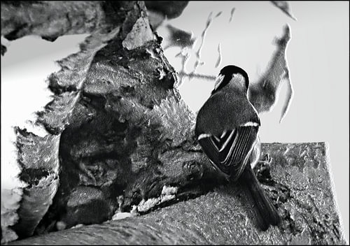 Photographie artistique | Photographie de nature | La mésange charbonnière curieuse