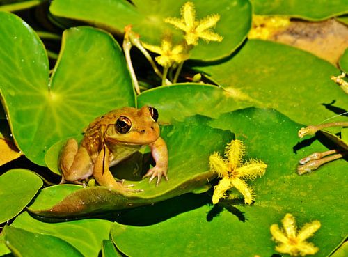 Kikker op een lelieblad