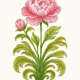 Illustration botanique « Pivoine rose » – Reproduction artistique florale raffinée sur Piret Victoria Ribas Art & Photography