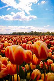 Tulip mania by When in Amsterdam